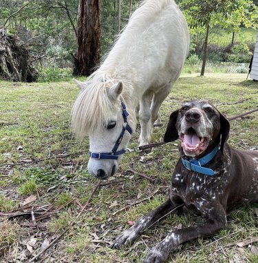 German shorthaired pointer dog lying next to a pony.