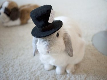 Rabbit wearing top hat.