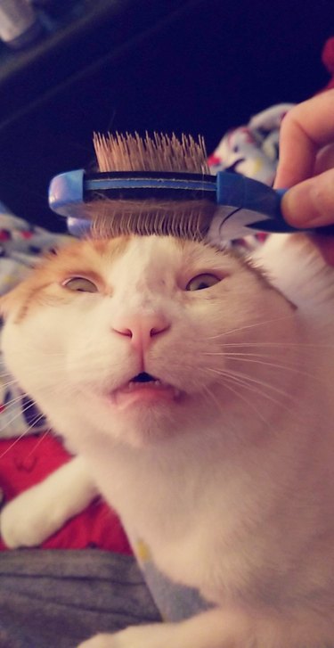 cat loves hair brush