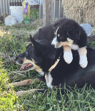 An Aussie shepherd puppy lying on a big Australian kelpie shepherd-sheepdog.