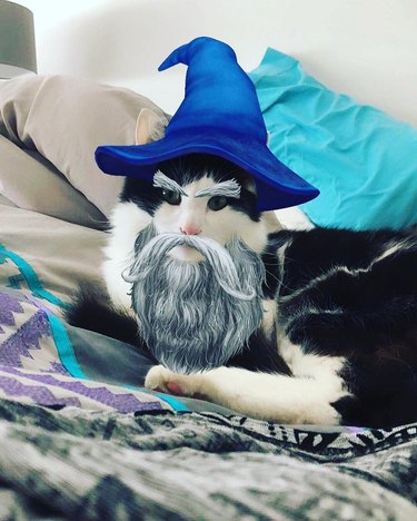 cats who look like wizards