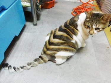 cat gets bad hair cut