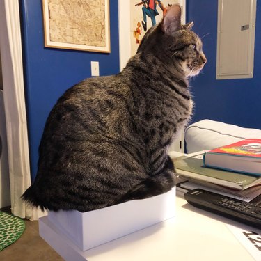 chonky cat sitting in smallish box