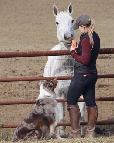 Australian shepherd dog standing next to a person holding carrots and a horse.