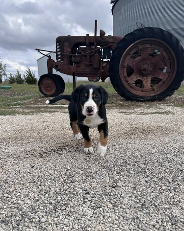 puppy in front of a tractor.