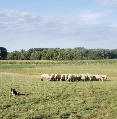 border collie in a field with sheep