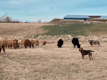 bloodhound in a field with cows.