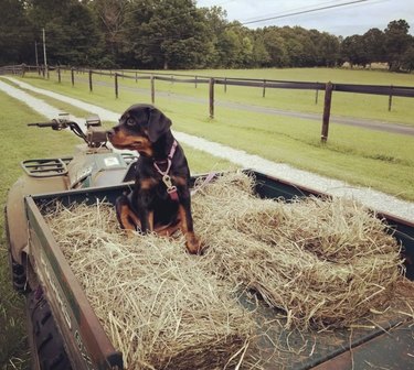 Rottweiler puppy sitting on hay inside a truck.