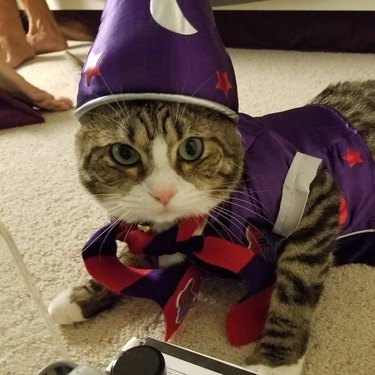 wizard cat