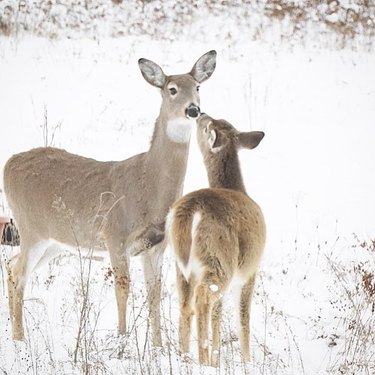 deers kissing