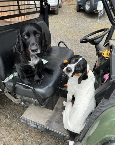 An English cocker spaniel and a pointer spaniel puppy sitting on farm equipment.