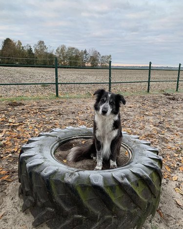 Border collie-Australian shepherd dog sitting inside a big tire.