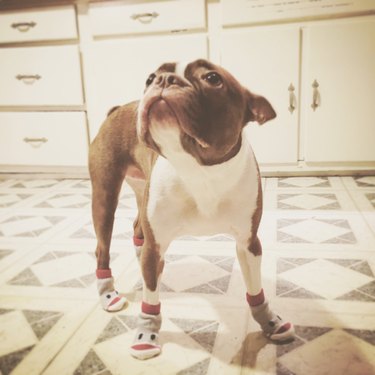 boston terrier wearing sock monkey socks