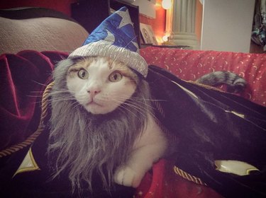 cats who look like wizards