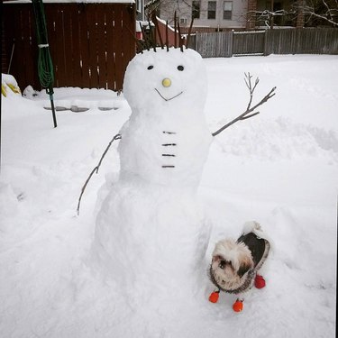 dog in socks next to snowman