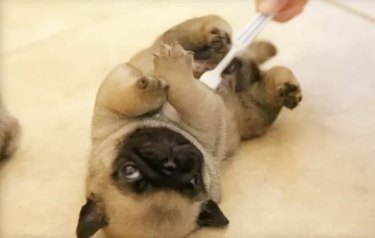Puppy being tickled by a toothbrush