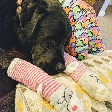 dog sleeping with socks on front paws