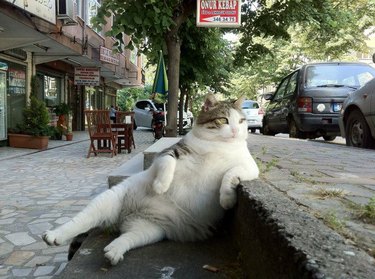 chonky cat leans against curb like a boss