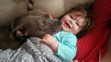 pit bull snuggling with child