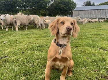 golden working cocker spaniel standing in front of farm animals.