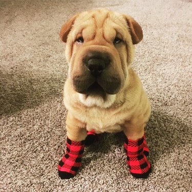 cute sharpei dog wearing socks