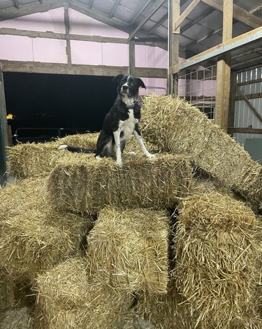 Border collie dog sitting on bales of hay.