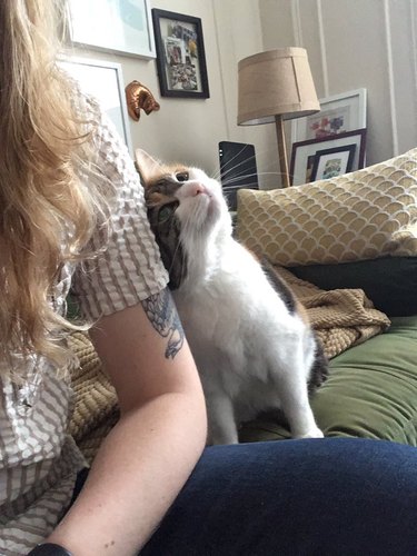 cat rubs up against woman