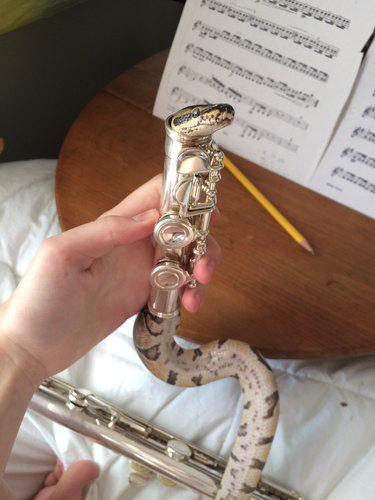 Snake crawling inside silver flute.