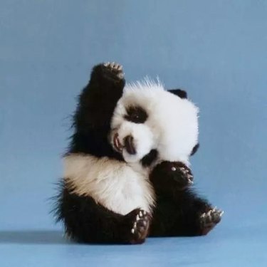 cute baby panda