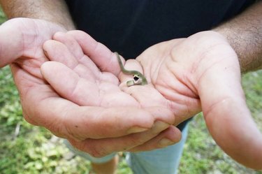tiny grass snake is mighty