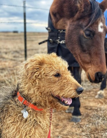 An Airedale terrier dog and a brown horse in profile.