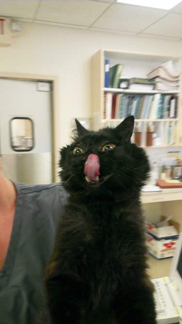 cat with long tongue