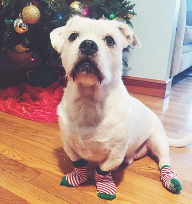 dog wearing socks in front of christmas tree