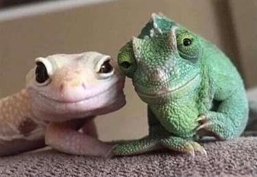 lizards look like married grandparents