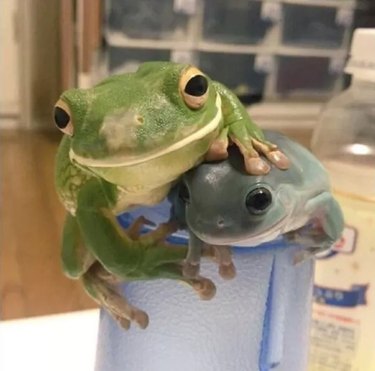 frog protects other frog