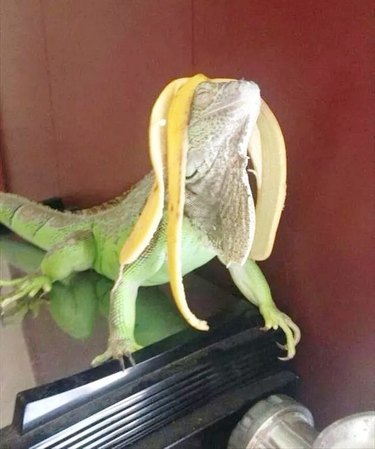 Iguana with a banana peel wig on its head.