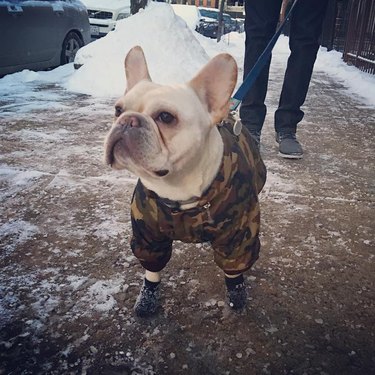 dog in socks out for a walk in the snow