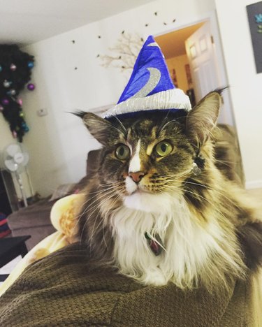 cat wearing wizard hat