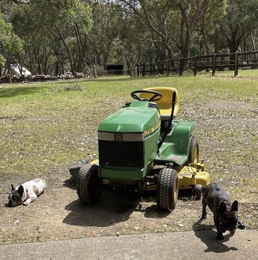 two Frech bulldogs by a farm tractor.