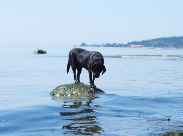 Dog stuck on rock surrounded by water.