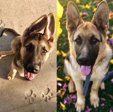 before and after photos of dog with large ears