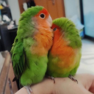 actual lovebirds kissing