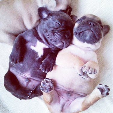 Sleeping pug puppies