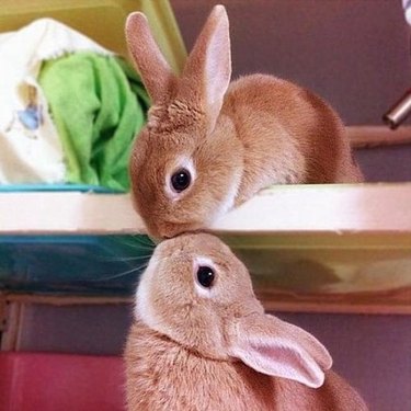 rabbits kissing