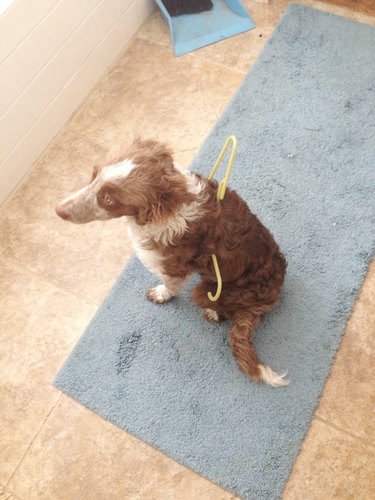 dog with clothes hanger stuck around stomach