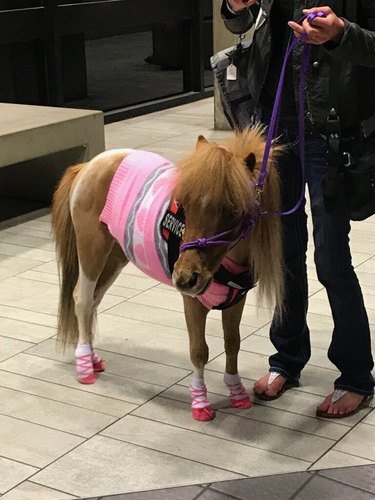 service pony helps human fly
