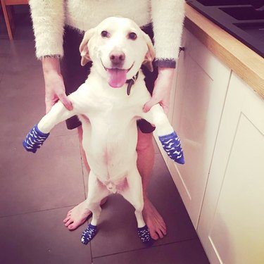 smiling dog wearing socks