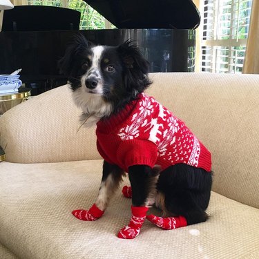 dog wearing matching socks and sweater