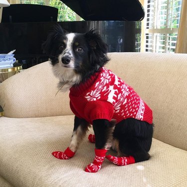 Just 15 Photos Of Dogs In Socks, NBD | Cuteness