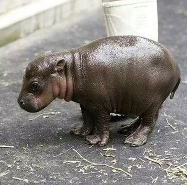 chunky baby hippo